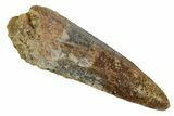 Fossil Spinosaurus Tooth - Real Dinosaur Tooth #346915-1